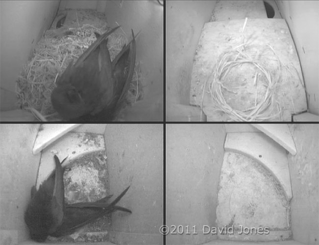 The two pairs of Swifts in residence tonight, 23 May