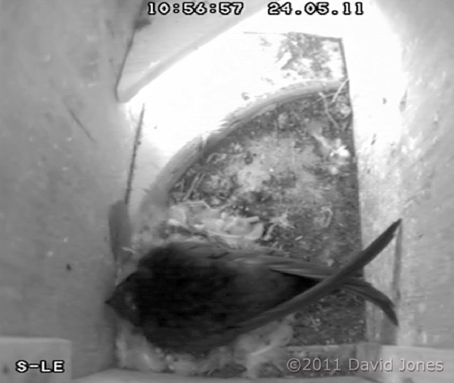 Female Swift ('white-spot') in SW-le this morning, 24 May