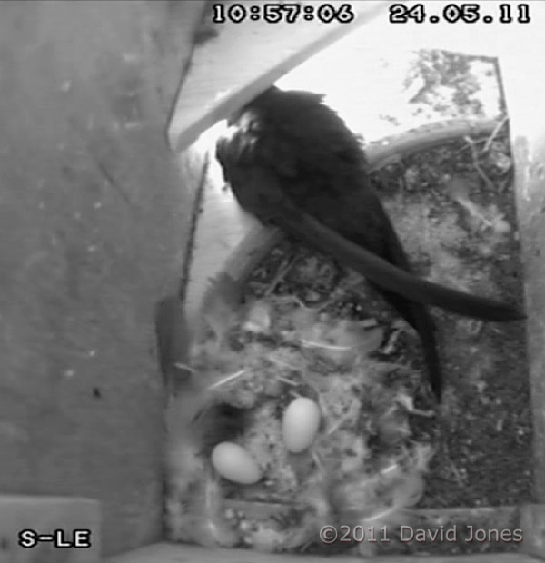 A second egg is revealed in SW-le, 24 May