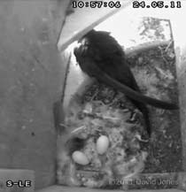 A second egg is revealed in SW-le, 24 May