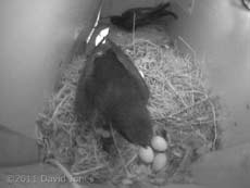 3 eggs revealed as Swifts change over in SW-up, 24 May