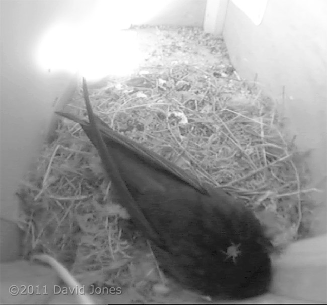 Swift with parasitic flat-fly (Crataerina pallida), 24 May
