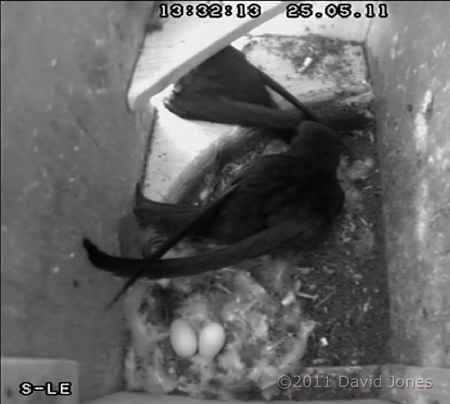 Swift pair with eggs (in SW-le), 25 May