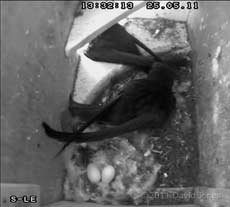 Swift pair with eggs (in SW-le), 25 May