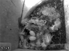 Swift nest with feathers  in SW-le this afternoon, 26 May