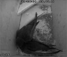 The Swift pair together again tonight, 26 May