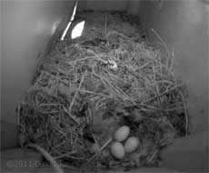The eggs unattended in SW-up this evening, 27 May