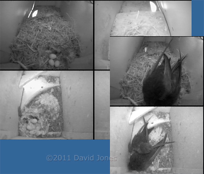 The Swift pairs and their eggs this evening, 29 May