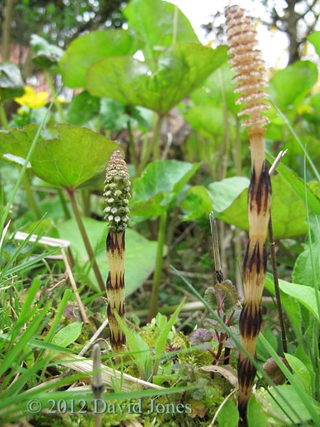 A second horsetail stobilus appears, 7 April, 2012