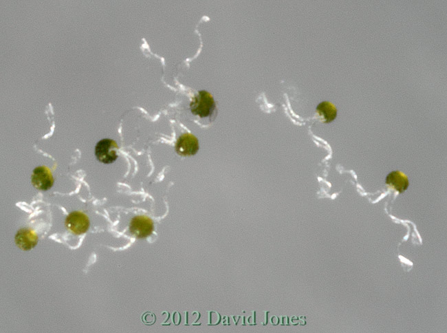 Horsetail spores, 7 April 2012