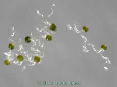 Horsetail spores, 7 April 2012