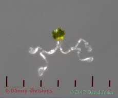 A horsetail spore, 7 April 2012