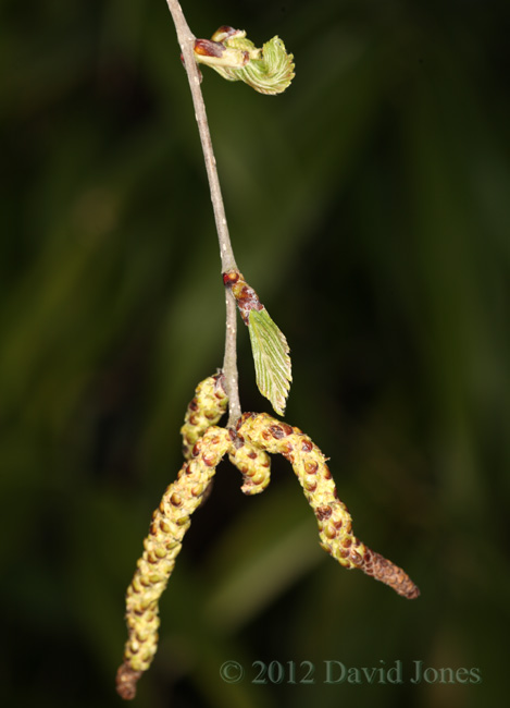Leaf buds burst on Himalayan Birch, 11 April 2012