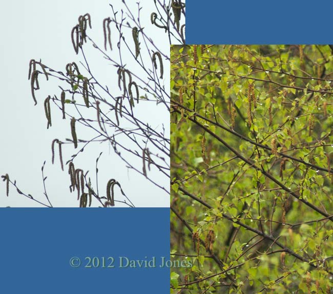 Himalayan and Siver Birch trees today, 18 April 2012