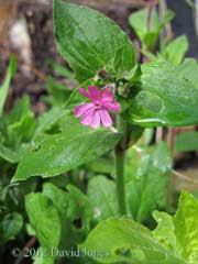 First Red Campion flower of the year, 18 April 2012