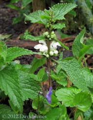 First White Dead-nettle flowers of the year, 18 April 2012