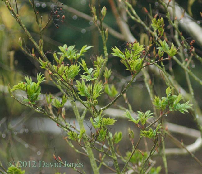 Developing Rowan leaves, 18 April 2012