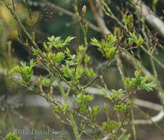 Developing Rowan leaves, 18 April 2012