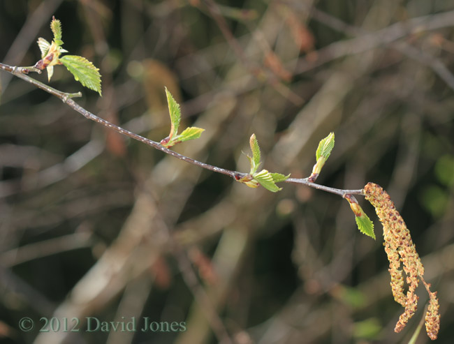 Female inflorescence on the Himalayan Birch (3), 20 April, 2012