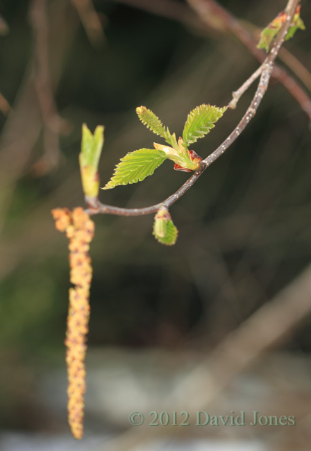 Female inflorescence on the Himalayan Birch (2), 20 April, 2012