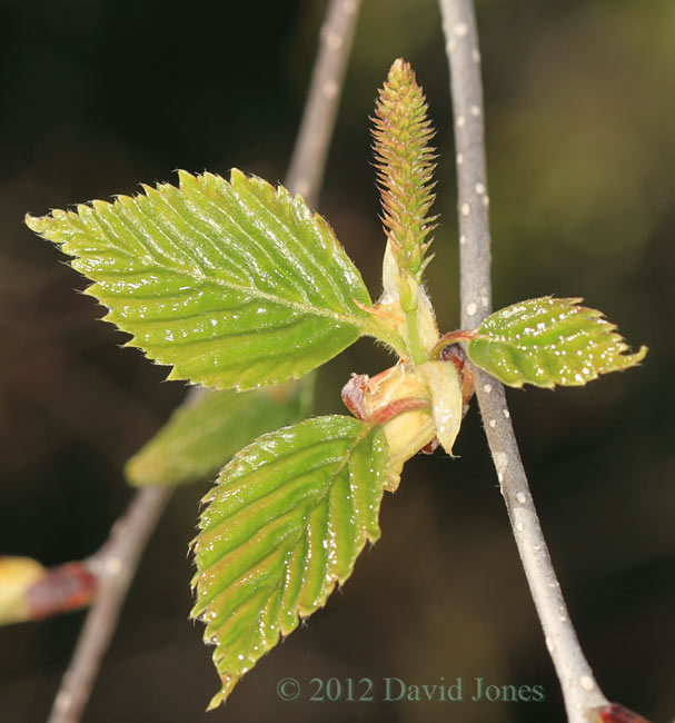 Female inflorescence on the Himalayan Birch, 20 April, 2012