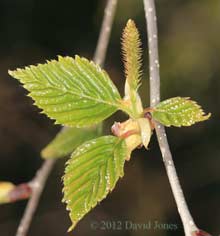 Female inflorescence on the Himalayan Birch, 20 April, 2012
