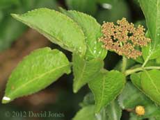 Flower buds on our Elder, 20 April, 2012