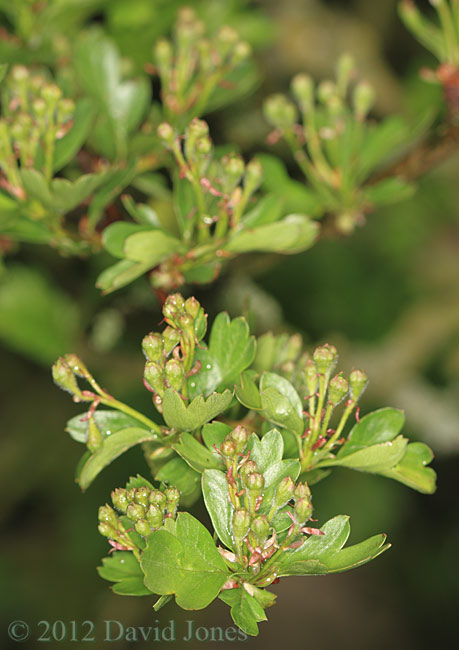 Flower buds on our Hawthorn, 20 April, 2012