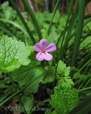 First Herb Robert flower of the year, 24 April 2012