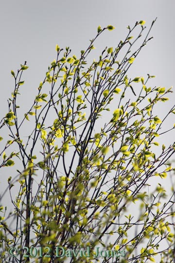Young Birch leaves in evening sunshine, 29 April 2012
