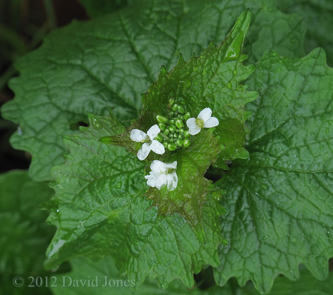 Comfrey starts flowering, 29 April 2012
