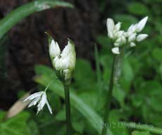 Wild Garlic (Ramson) starts flowering, 29 April 2012