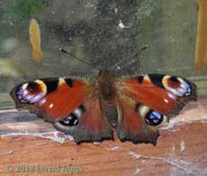 Peacock butterfly in shed, 30 April 2012