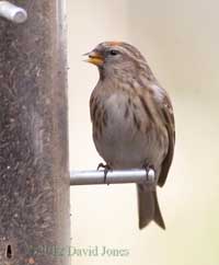 Redpoll at niger seed feeder