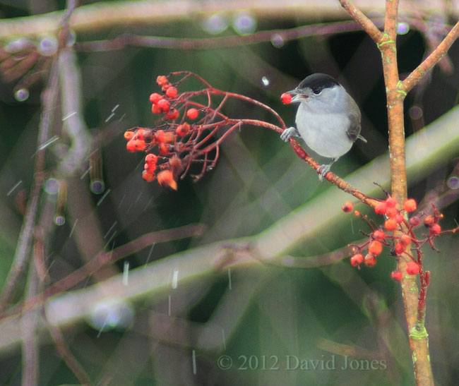 Blackcap male on Rowan