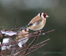 Goldfinch on Hawthorn