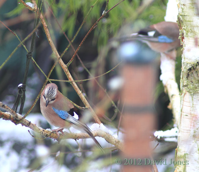 Jays on Birch tree