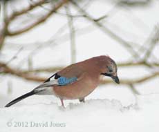 Jay in the snow