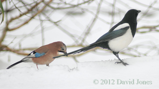 Jay and Magpie compared