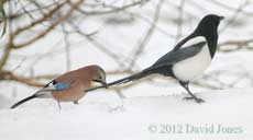 Jay and Magpie compared