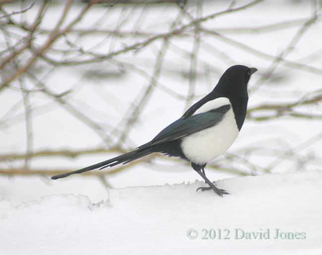 Magpie in the snow
