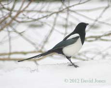 Magpie in the snow