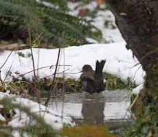 Blackbird female bathes in pond