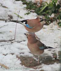The Jay pair under the Birch tree
