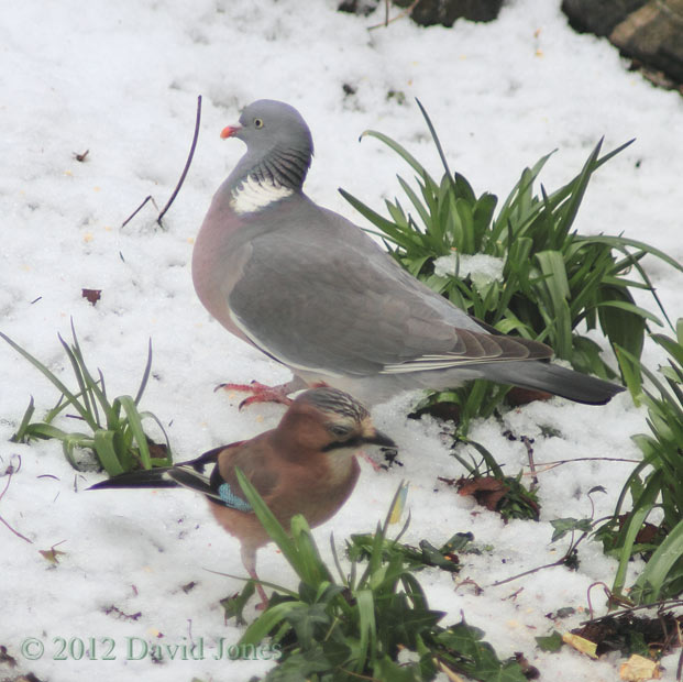 Jay and Wood Pigeon under the Birch tree