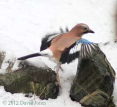 A Jay spreads its wings