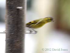 Blurred image of Siskin male (ringed?) at feeder