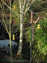 Apples hung from Rowan tree and peanut feeer