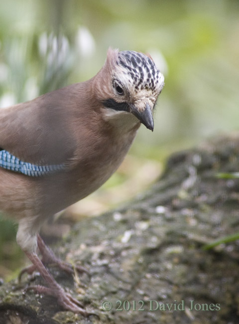 Jay on log under Hawthorn - cropped image