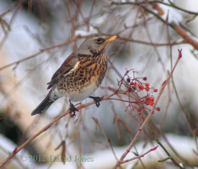 Fieldfare on the Rowan tree
